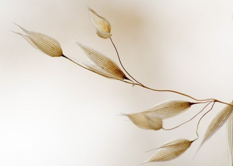 Comment soigner sa peau sensible avec un bain d’avoine ?